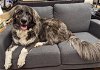 adoptable Dog in fremont, CA named Nova D7455