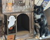 adoptable Cat in fremont, CA named Caddy 04-4285