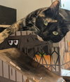 Caddy 04-4285 - Photo 2