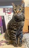 adoptable Cat in fremont, CA named Cooper 04-4287