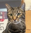 Cooper 04-4287 - Photo 2