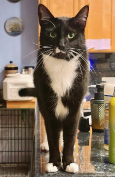 picture of the cat needing adoption