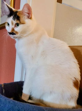 picture of the cat needing adoption