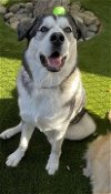 adoptable Dog in fremont, CA named Robin D5205 (Gnoki)