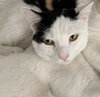Astro 05-4309 - Photo 2