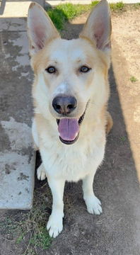 adoptable Dog in Fremont, CA named Bear D5209