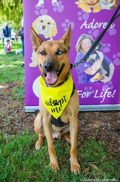 adoptable Dog in Fremont, CA named Riley D5145 (was Lyle)
