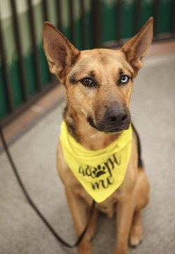 picture of the dog needing adoption