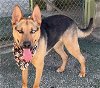 adoptable Dog in fremont, CA named Lyle D5145