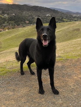 adoptable Dog in Fremont, CA named Ranger