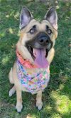 adoptable Dog in fremont, CA named Luna