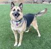 adoptable Dog in Fremont, CA named Luna D5199