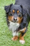 adoptable Dog in fremont, CA named Snicker Doodle D4543 (Billy)