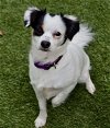 adoptable Dog in fremont, CA named Sugar Cookie D4545 (Abby)