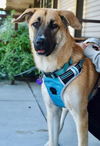 adoptable Dog in fremont, CA named Noelle D6683