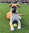 adoptable Dog in fremont, CA named Noelle D6683