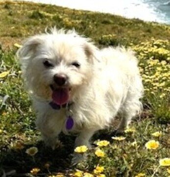 adoptable Dog in Fremont, CA named Kristmas D4574 (Krissy)