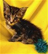 adoptable Cat in fremont, CA named Morden 05-4315