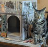 adoptable Cat in fremont, CA named Morden 05-4315