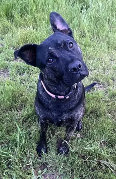 Linus D - French Bull Dog