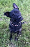adoptable Dog in  named Linus D5183
