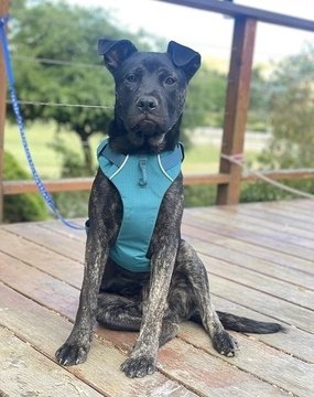adoptable Dog in Fremont, CA named Linus D5183