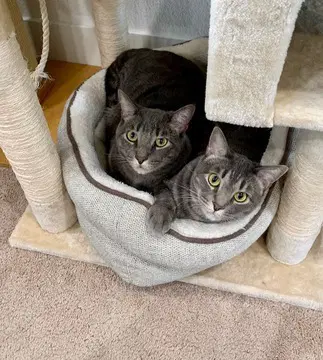 Jill - - Domestic Short Hair