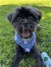 adoptable Dog in fremont, CA named Katrina D5169