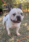 adoptable Dog in fremont, CA named Phoebe