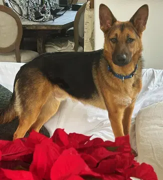 Hansel D Gusto - German Shepherd Dog