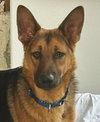 Hansel D4539 (Gusto) - Photo 2