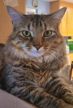 picture of the cat needing adoption