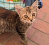 adoptable Cat in Fremont, CA named Ellie 07-4320