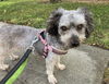 adoptable Dog in  named Annie D4465