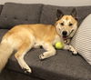 adoptable Dog in  named Romeo D4462 (now Koji)