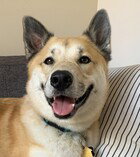 ROMEO D4462 (NOW KOJI) - Husky / Australian Cattle Dog/Blue Heeler available for adoption
