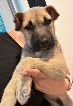 adoptable Dog in Fremont, CA named Chandra