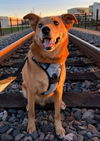 adoptable Dog in fremont, CA named Louis (GA)