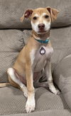 adoptable Dog in fremont, CA named Clover D5167