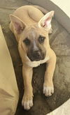 adoptable Dog in fremont, CA named Dancer