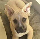 DANCER - Anatolian Shepherd / Cattle Dog available for adoption