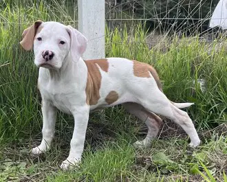 Susie - Treeing Walker Coonhound