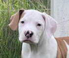SUSIE - Treeing Walker Coonhound / Pointer available for adoption