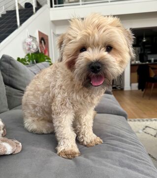 picture of the dog needing adoption
