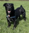 adoptable Dog in fremont, CA named Arthur (GA)