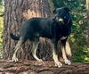 adoptable Dog in fremont, CA named Kodi (GA)