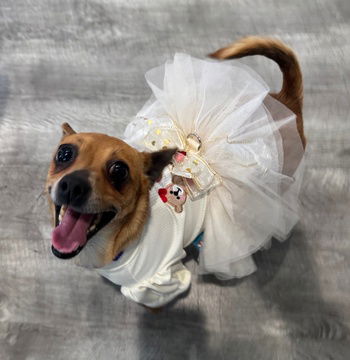 picture of the dog needing adoption