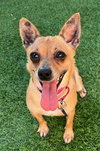 Phoebe D5733 - Photo 1