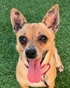 Phoebe D5733 - Photo 2