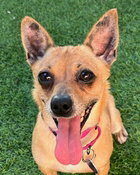 PHOEBE D5733 - Chihuahua available for adoption